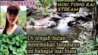 Di tengah hutan menemukan tanaman ini bahagia luar biasa //#HOUTONGKAISTREAM