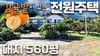 (H-195)제주도 귤밭 전원주택, 대지560평, 6억대, 바다가 도보5분거리, 실사용면적 50평, 귤밭과 낚시가 있는 민박집 추천, 방3 욕실2