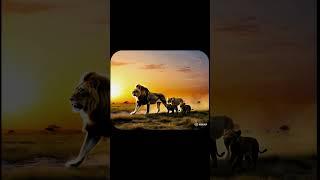 Watch the Royal Lion Family Rule the Jungle!  Powered by AI,#LionFamily  #Wildlife #KingOfTheJungle