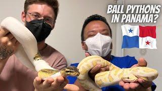 PANAMA Keeper! Panama Largest Ball Python Collection!