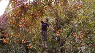 Harvesting persimmons go to country market sell. Gardening, Growing cauliflower, lettuce in new land