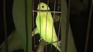 budgies parrot short videos Zeshan pets info