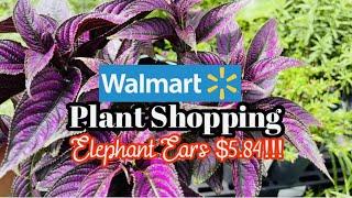 Plant Shopping Tour at Walmart Big Box Store