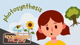 Photosynthesis | Knowledge Factory