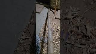 How do I prevent my wood from going crooked  #woodworking #crafting #walkingsticks #woodcrafting.