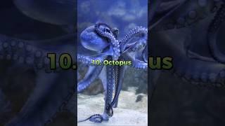 Top 10 Beautiful Animals In The World #shorts @SubhankarShortz