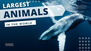 Largest animals in the world