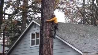 Pine Tree Removal  Part 2