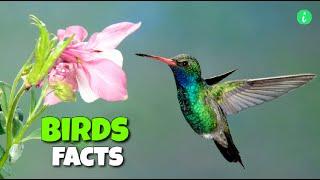 Birds: Bird Facts | Top 15 Amazing Facts About Birds | Info Hifi