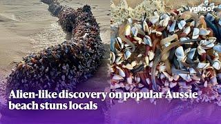 Alien-like discovery on popular Aussie beach stuns locals | Yahoo Australia