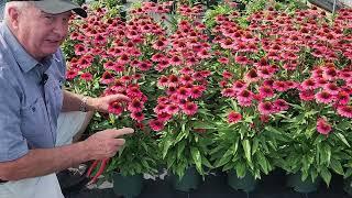 Coneflowers GALORE + How to keep them fresh & Reblooming + Peek At Our New SunSeekers® Series Trials