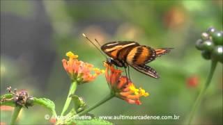 Eueides isabella dianasa,PqIbirapuera-SPBR 7 9 2015 Antonio Silveira