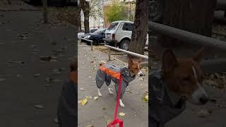 #basenji #собака #басенджи #суперсобака #корги #собаки #собачки