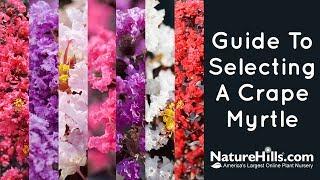 Guide to Selecting A Crape Myrtle | NatureHills.com