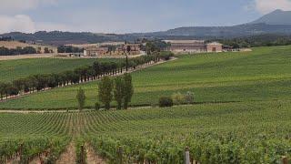 Carpineto - Appodiato di Montepulciano