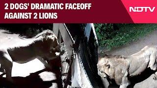 Gujarat Latest | 2 Dogs Clash With 2 Lions In Gujarat, Face Off Captured On CCTV