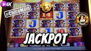 Jackpot Hand Pay on Buffalo Gold #ChicoMath