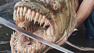 Top 10 most dangerous fish in the world