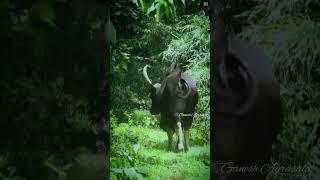 Vazhachal Trekking | Athirappilli Trekking | Athirappilly Water Falls | Forest Trekking