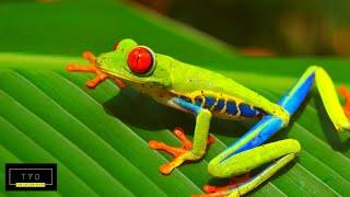 1 Hour Of A Frogs Life  | Relaxing Music | Frog Life Documentary | Calming Flute Meditation