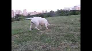 AMERICAN BULLDOG ДОМИНАНТА БУЛЛ ИЛОНА
