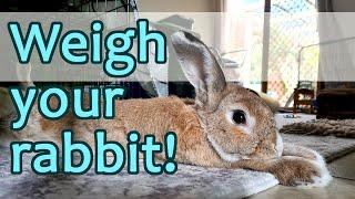 WEIGHING YOUR RABBIT - How I weigh my rabbits, keeping track of their health.