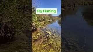 Fly Fishing Dry Flies #shorts