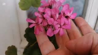 День со мной /Беларусь Svetlana /