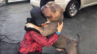 When A Dog's Love That Is Stronger Than Words