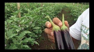 Eggplant grown in a field rich in organic matter. No pesticide and No inorganic fertilizer applied