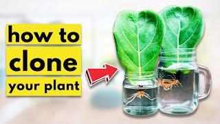 How to EASILY Propagate a Fiddle Leaf Fig (STEP-BY-STEP Guide)