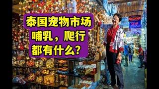 什么都卖的泰国宠物市场，哺乳和爬行动物区都在卖些什么？What are they selling at Thailand pet market, the mammal reptile section？