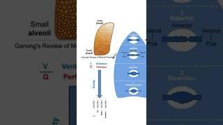 Lung Physiology | Ventilation perfusion ratio #shorts #physiology #science