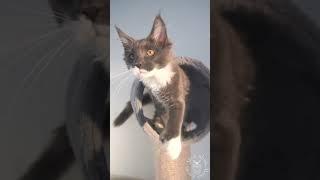 Cute and Funny Maine Coon Cat Compilation 2023 | Slow Blink Maine Coon Kittens