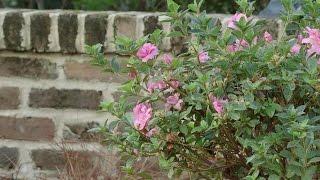 Planting Azaleas with the Grumpy Gardener | Southern Living