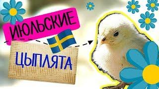 Июльские цыплята • Детский влог • Hembyggsparken • Прогулки по Швеции • Insta Irina Gram