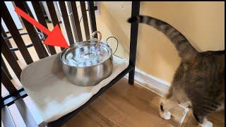 1 Week Review: Cat Water Fountain