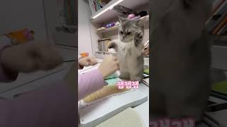 화난 바보고양이 한대도 못때림 #먼치킨고양이