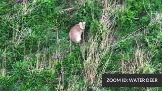 DRONE SURVEYS - BIG GIVE CAMPAIGN - Shots From Deer Census Techniques Drone Survey