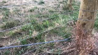 Fencing nz box stay maintenance