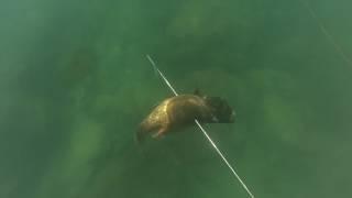 spearfishing israel GO PRO speargun free dive צלילה חופשית ישראל