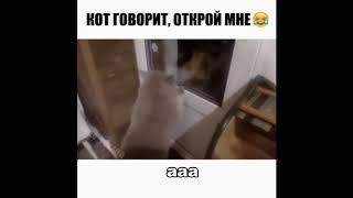 Кот говорит - открой мне дверь!