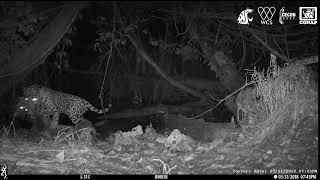 Jaguar Killing an Ocelot at an Isolated Waterhole