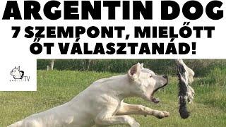 Mielőtt kutyát vennél - ARGENTIN DOG (DOGO ARGENTINO) - 7 fontos szempont! DogCast TV!