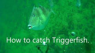 How to catch Triggerfish