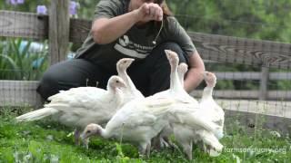 Baby Turkeys come to Farm Sanctuary