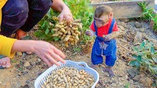 Cute Monkey MiMi Helps Harvest Peanuts and Hang Clothes