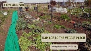 Damage to my Garden - Vegetable Patch, Victoria Australia