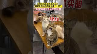 社会百态 | 猫猫职场发生争宠事件！狸花公然排挤同事 献媚“上司”，先捂嘴后撒娇甚至还得扭下腰