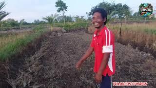 LAHAN BEKAS PADI PAK SUDIWANI  DI BERSIHKAN BUAT TANAM DAUN BAWANG DAN SAYUR LAHAN SUDAH KERING